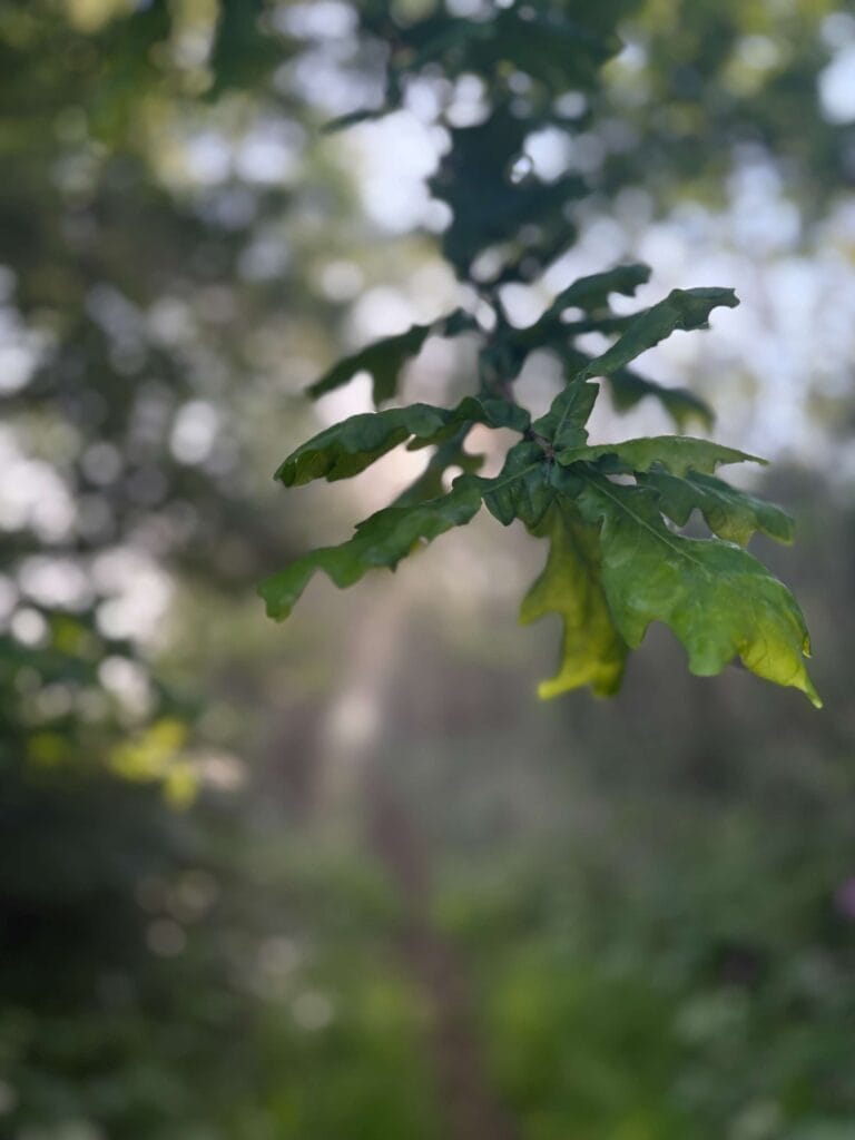 close up view of an acorn leaf