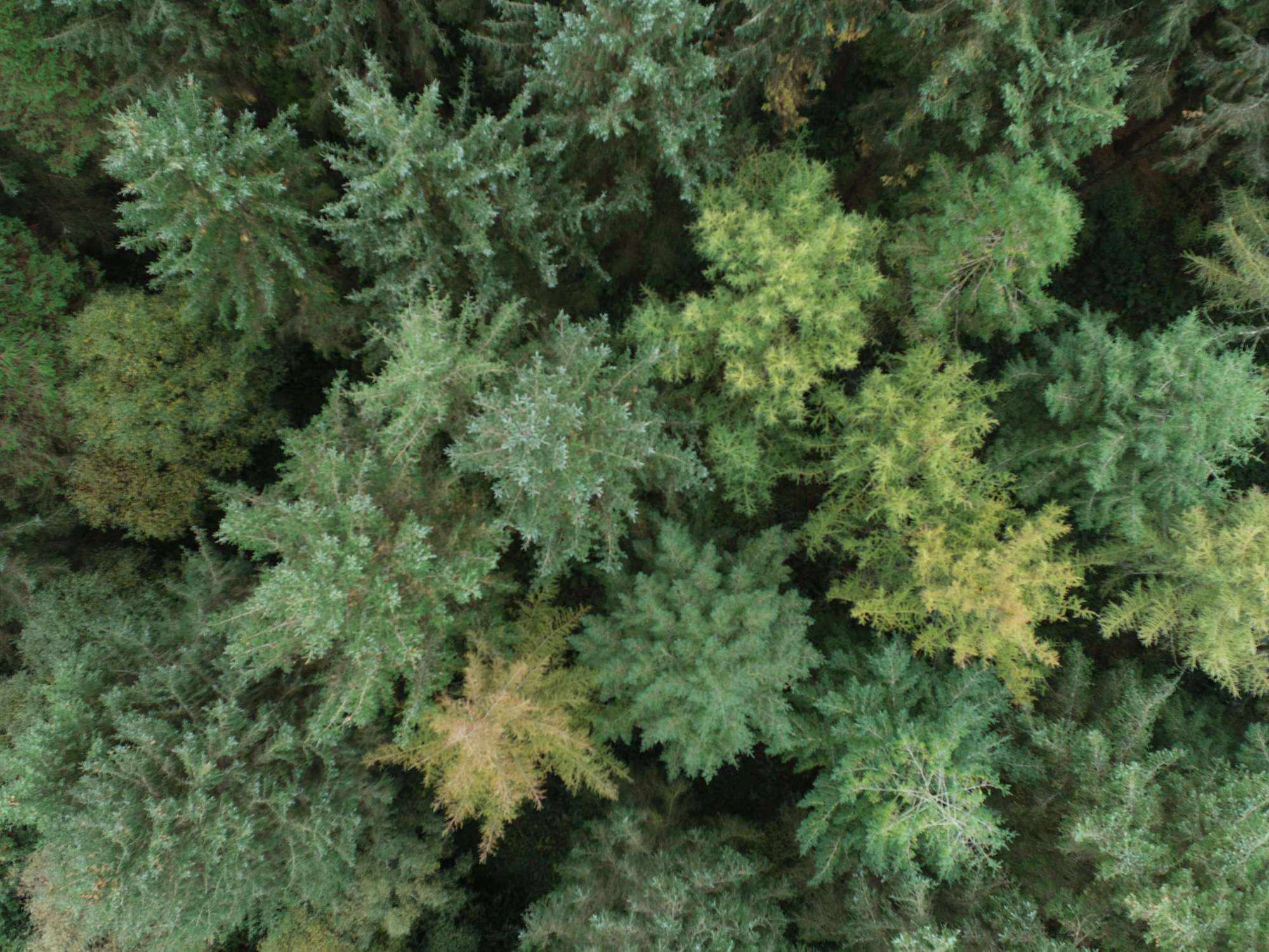 woodland management 10