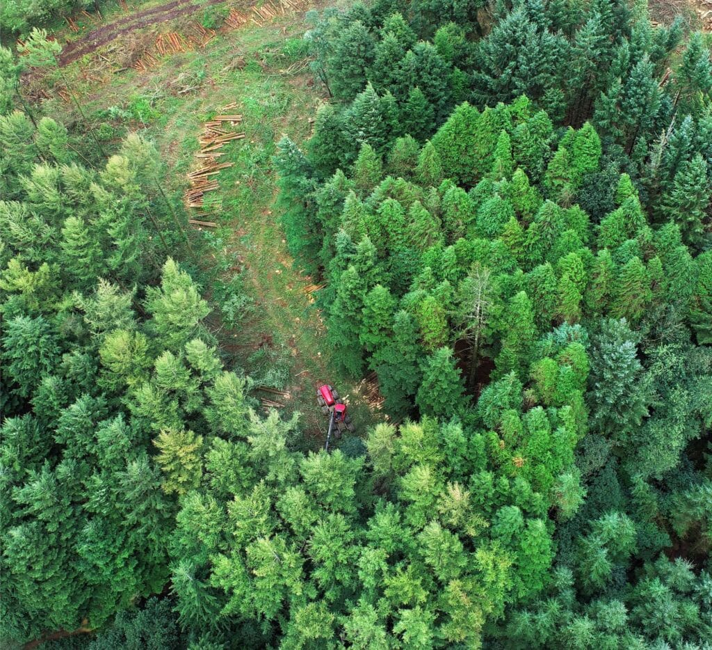timber harvesting trees in forest