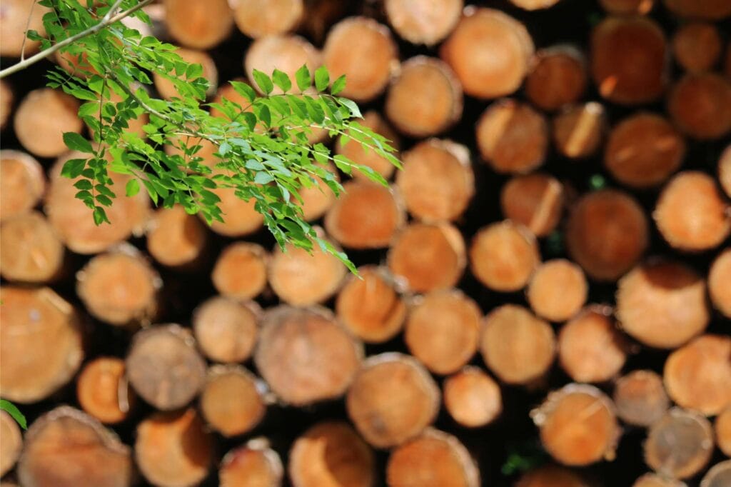 woodland management timber harvesting logs