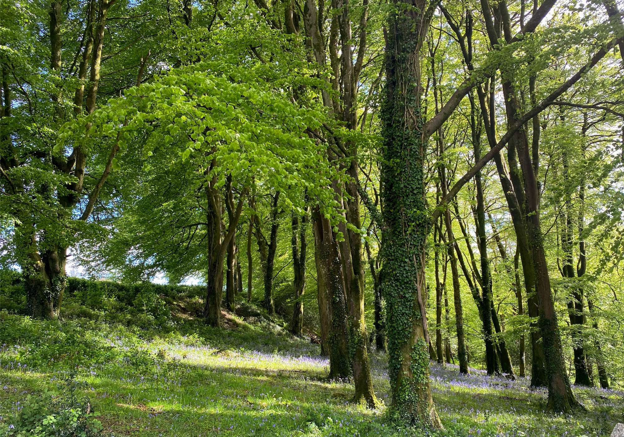 woodland management 19