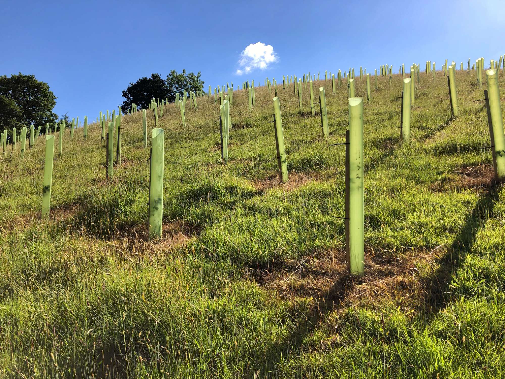 woodland management 27