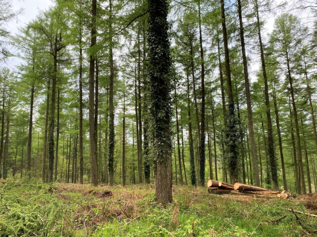 forest management trees