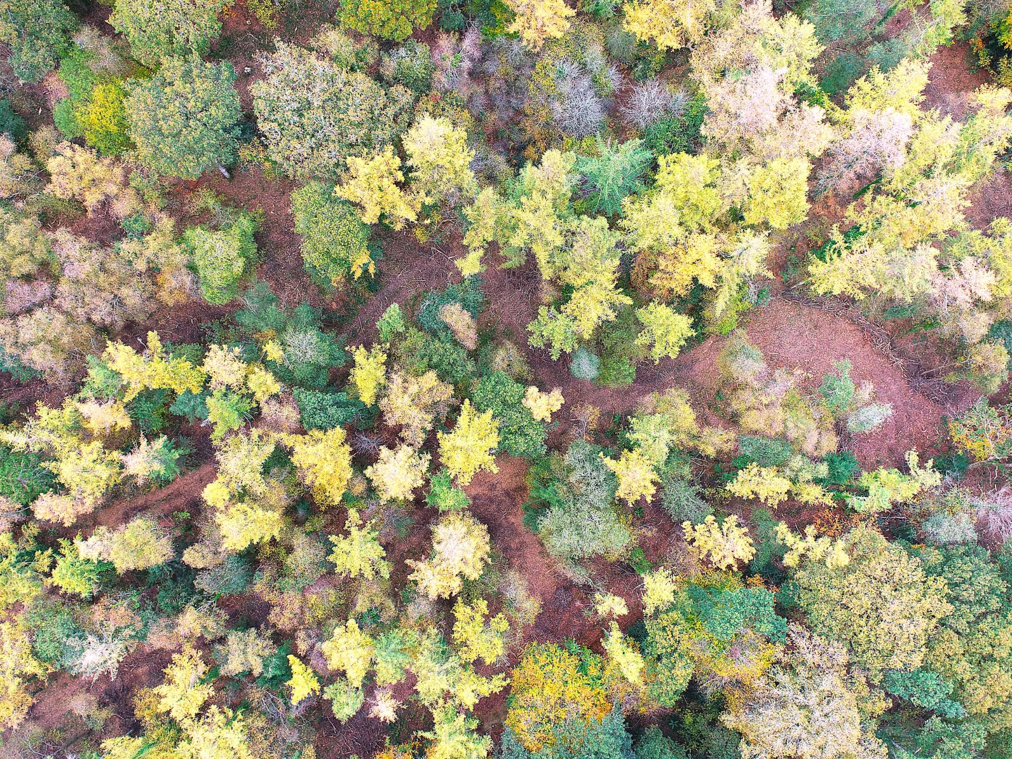 woodland management 35