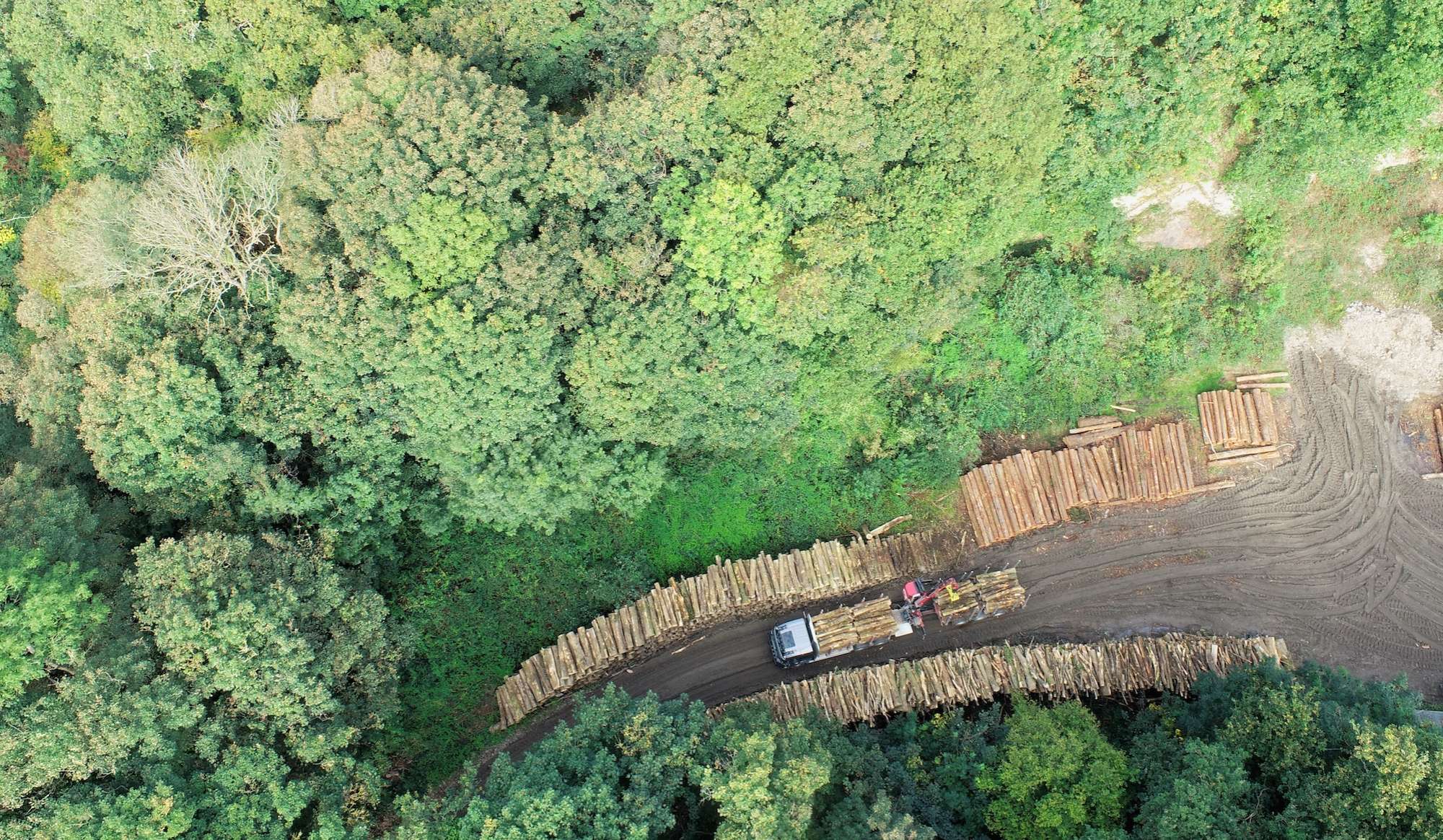 woodland management 38