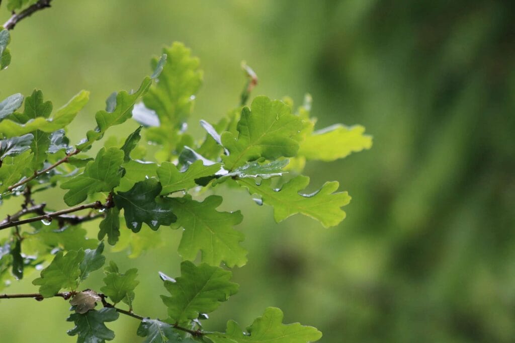 close up view of acorn leaves