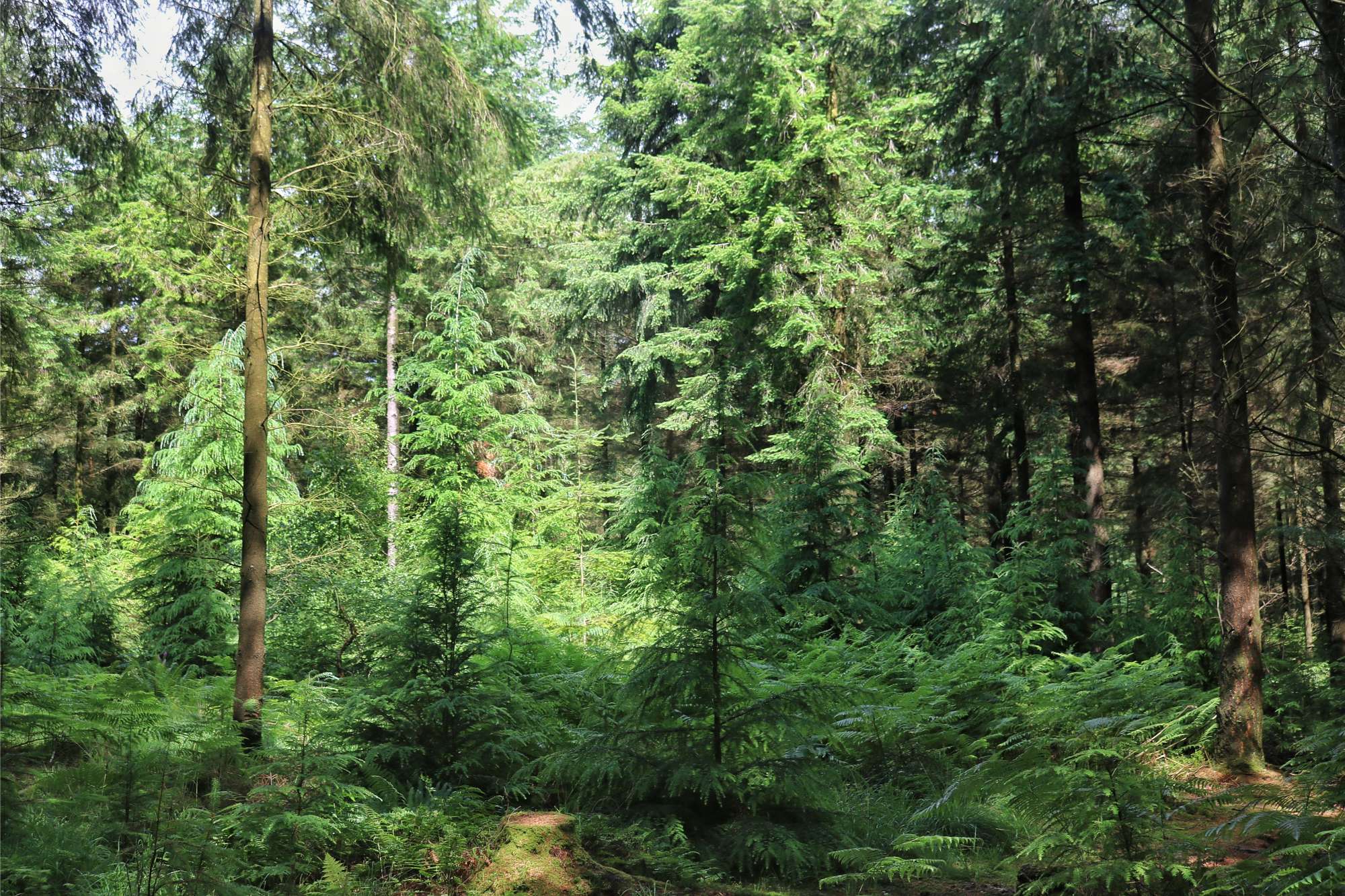 woodland management 4