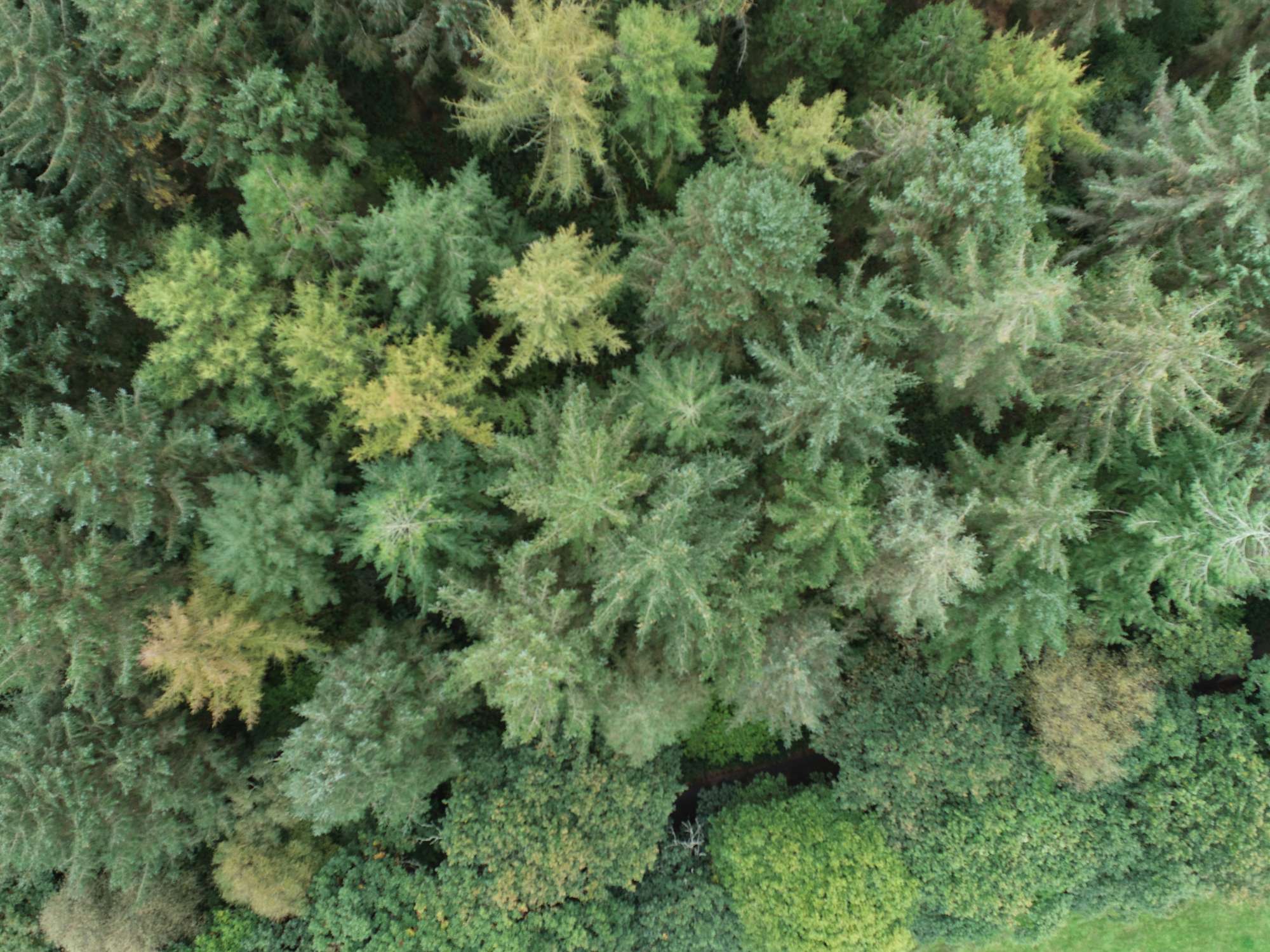 woodland management 7