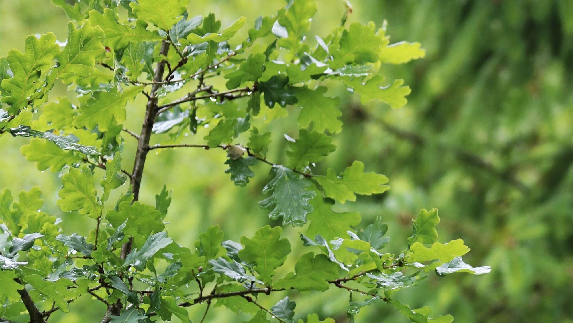 woodland management 20