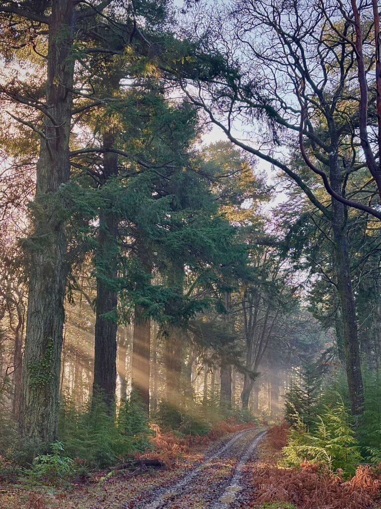 forest track in woodland