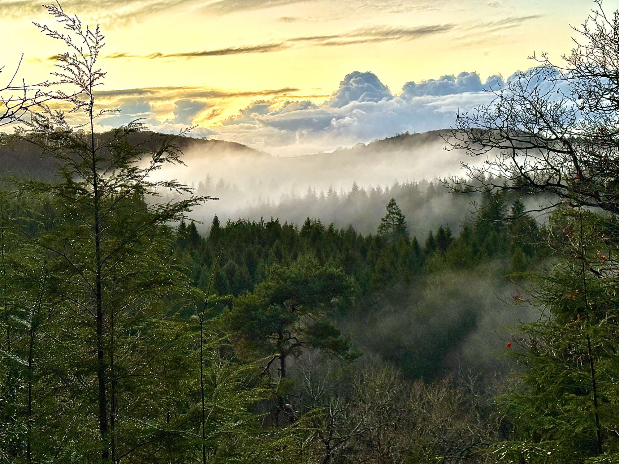 woodland management 45