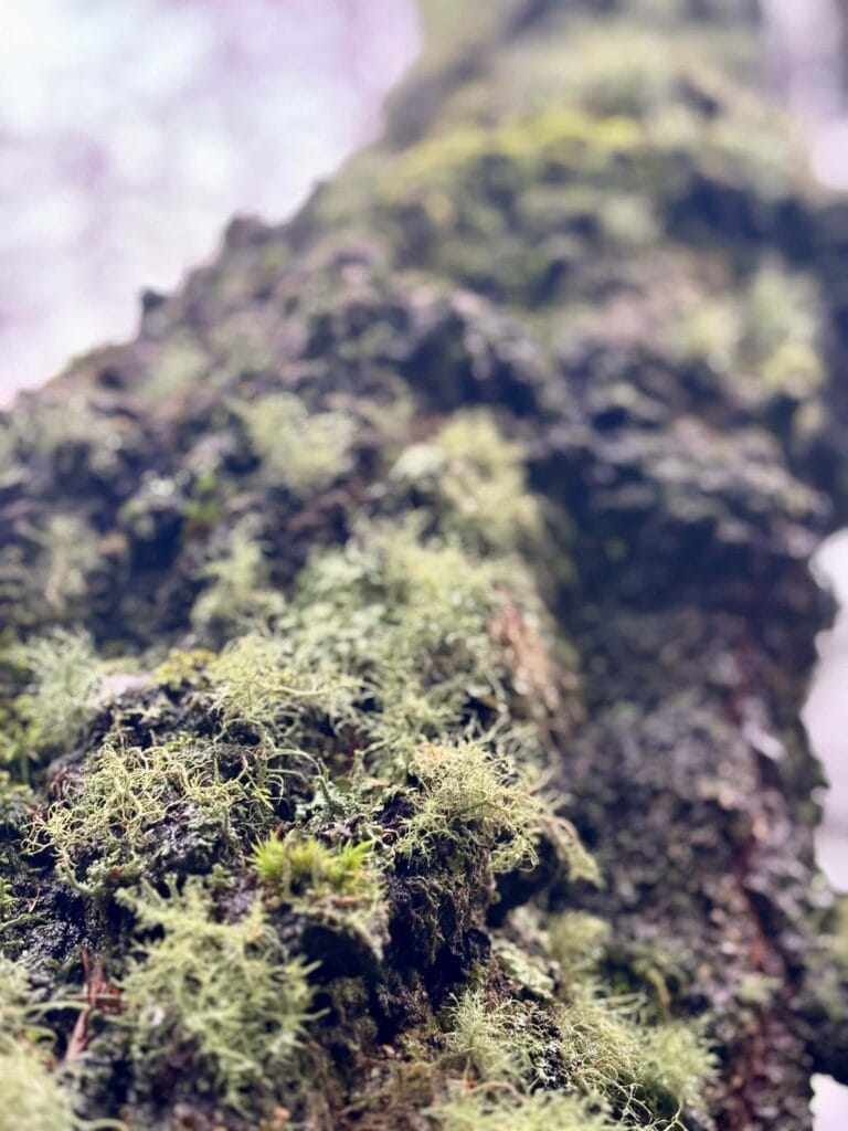 close up view of woodland moss